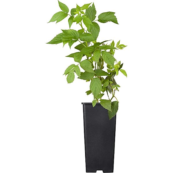 GROW by OBI Himbeere Heritage ca. 40 - 60 cm Rosa Rubus idaeus günstig online kaufen