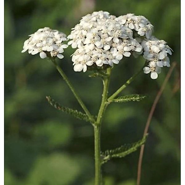 Weiße Schafgarbe - Achillea millefolium günstig online kaufen