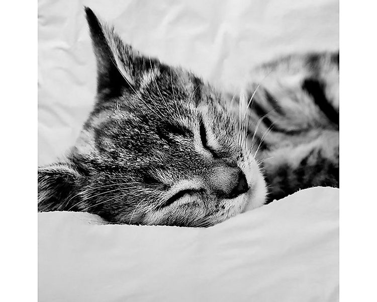 TRAUMSCHLAF Bettwäsche Cat, Renforce, 2 teilig, schönes Katzen Motiv günstig online kaufen