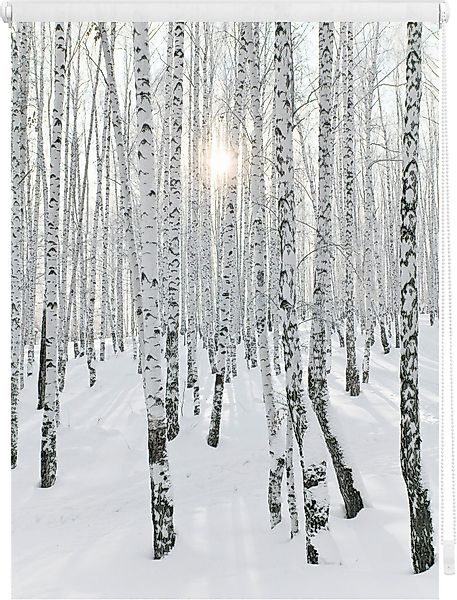 Seitenzugrollo Klemmfix Motiv Birkenwald, LICHTBLICK ORIGINAL, günstig online kaufen