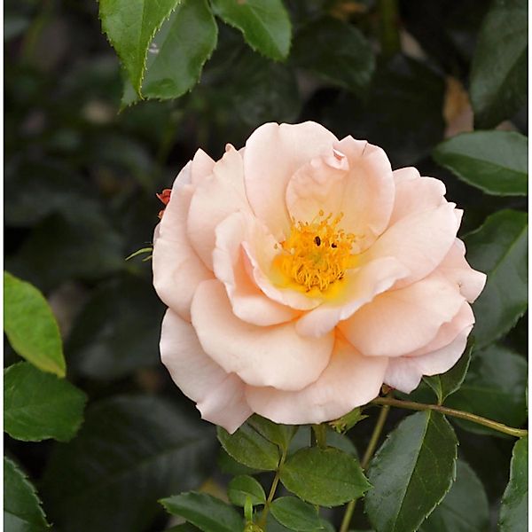 Hochstamm Rose Aprikola 60-80cm günstig online kaufen