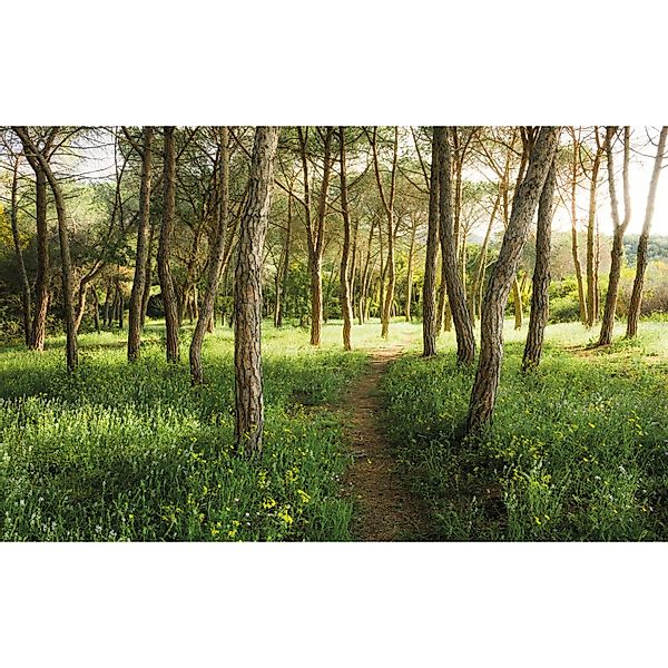 Vlies Fototapete Blütenzauberwald 450x280 cm günstig online kaufen