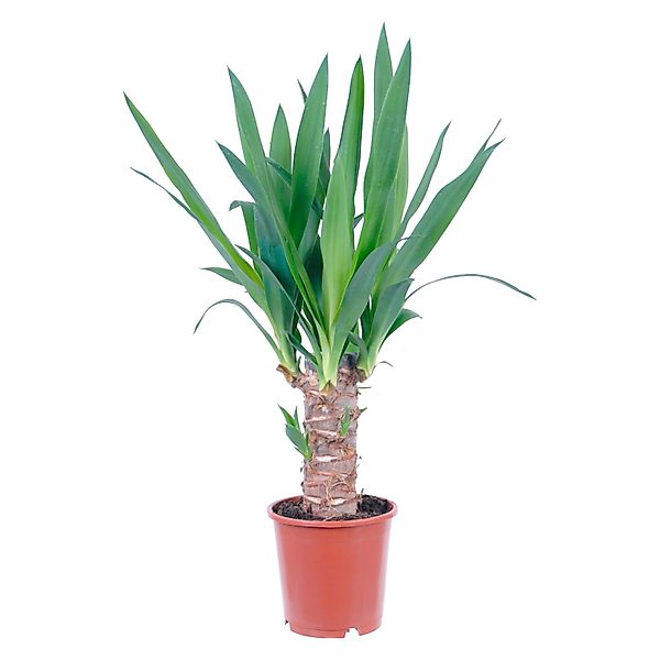 GROW by OBI Palmlilie 1er Stamm Topf Ø ca. 11 cm Yucca Elephantipes günstig online kaufen