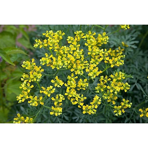 Pflanzen für Dich Staude Ruta graveolens, 1 St., Weinraute, Gartenraute, Ra günstig online kaufen