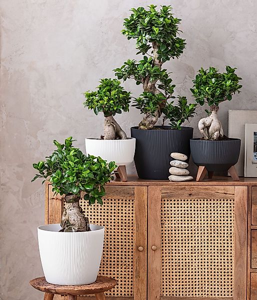 Dehner Blumentopf Magnolia, Ø 30 cm, günstig online kaufen