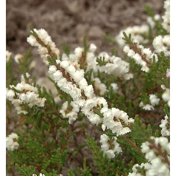 10x Besenheide Wollners Weiße - Calluna vulgaris günstig online kaufen