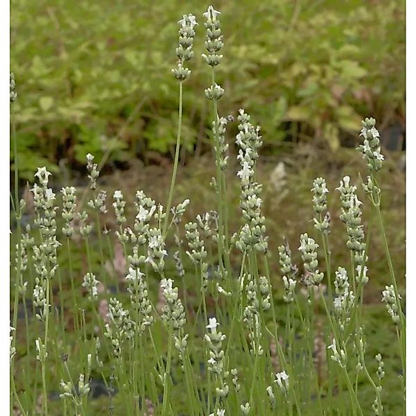 Lavendel Edelweiß - Lavandula intermedia günstig online kaufen