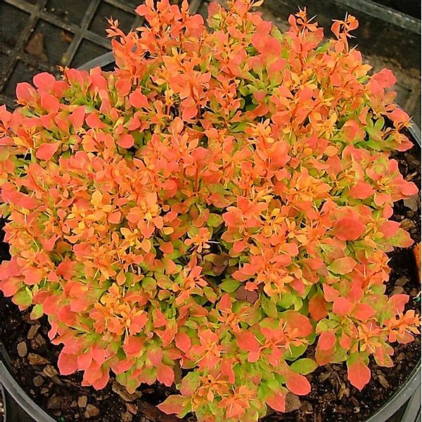 Beberitze Ruby Star 20-25cm - Berberis thunbergii günstig online kaufen