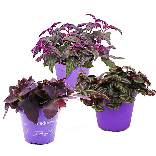 Exotenherz Zimmerpflanze Zimmerpflanzen-Trio Purple Leaves Set 3 ver. Pflan günstig online kaufen