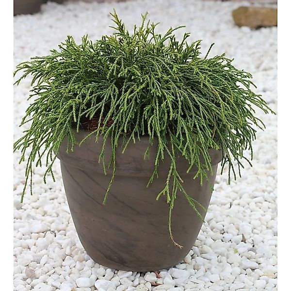 Grüne Fadenzypresse 15-20cm - Chamaecyparis pisifera günstig online kaufen