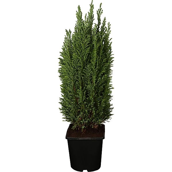 GROW by OBI Kegelzypresse Ellwoodii Silberblau Höhe ca. 10-20 cm Topf ca. 2 günstig online kaufen