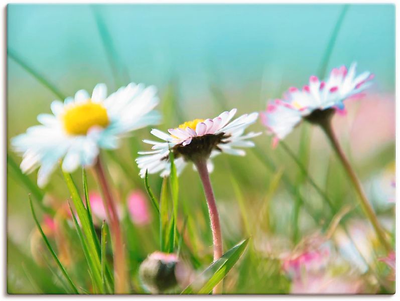 Artland Leinwandbild "Gänseblümchen Romantik", Blumen, (1 St.), auf Keilrah günstig online kaufen