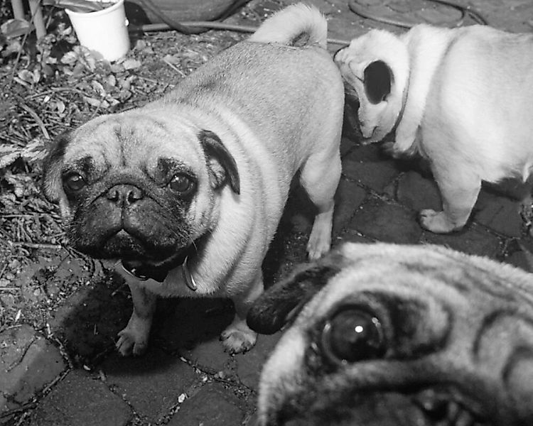 Fototapete "Hundebabys" 4,00x2,50 m / Glattvlies Brillant günstig online kaufen