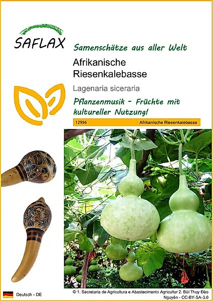 SAFLAX Blumensamen SAFLAX - Afrikanische Riesenkalebasse günstig online kaufen