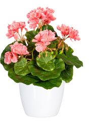 Home affaire Kunstpflanze "Havel" im Topf, 2er Set günstig online kaufen