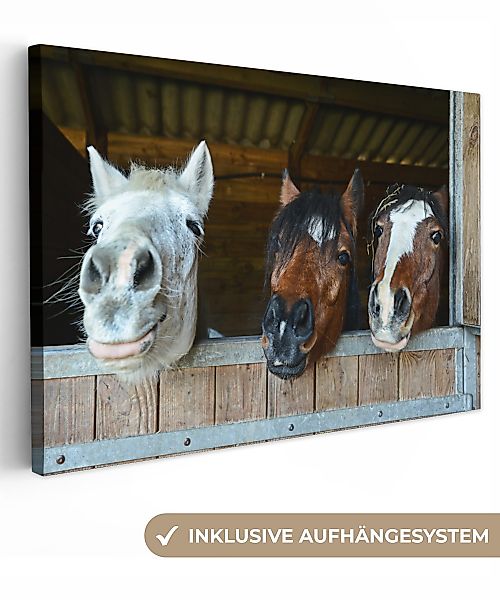 OneMillionCanvasses® Leinwandbild Pferde - Tiere - günstig online kaufen