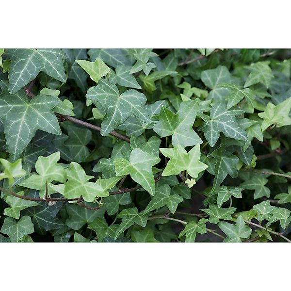Hedera Helix Woerner Efeu Immergrün 100–125 cm günstig online kaufen