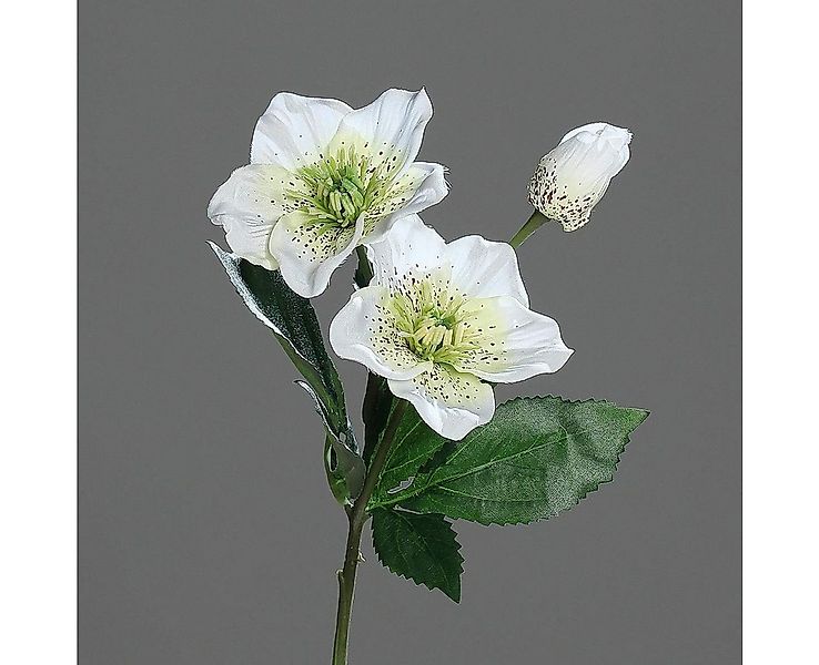 Kunstpflanze Künstliche Christrose Creme/Weiß Kunstblumen Künstliche Helebo günstig online kaufen