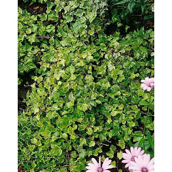 Hedera Helix Kolibri Efeu Buntlaubig Ca. 9x9 cm Topf günstig online kaufen