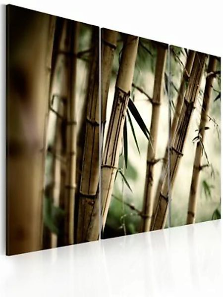 artgeist Wandbild Bambus in den Tropen mehrfarbig Gr. 60 x 40 günstig online kaufen