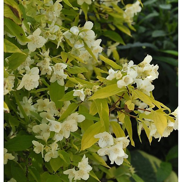 Gelber Europäischer Pfeifenstrauch 80-100cm - Philadelphus coronarius günstig online kaufen