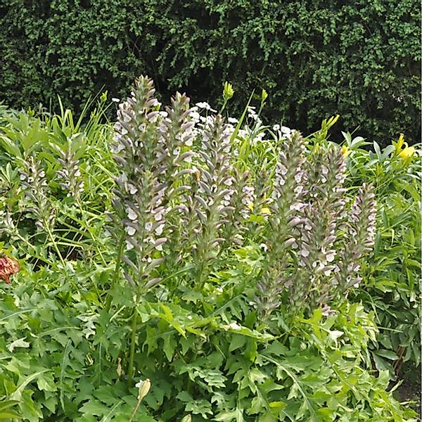 Balkan Bärenklaue - Acanthus hungaricus günstig online kaufen