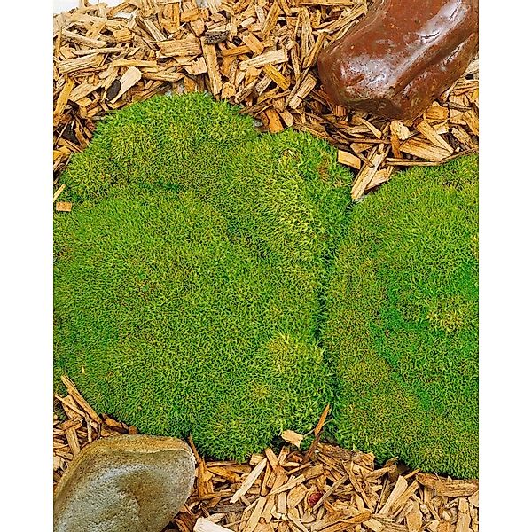 Scleranthus Uniflorus Polsterkissenmoos Ca. 9x9 cm Topf günstig online kaufen
