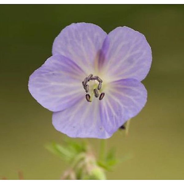 Storchenschnabel Kashmir Purple - Geranium clarkei günstig online kaufen