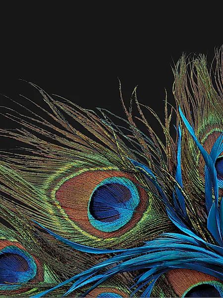 KiNZLER Wohndecke »Mikrofaser Fotodruck "Pfau"« günstig online kaufen