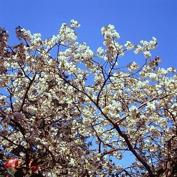 Japanische Blütenkirsche Tai Haku 80-100cm - Prunus serrulata günstig online kaufen