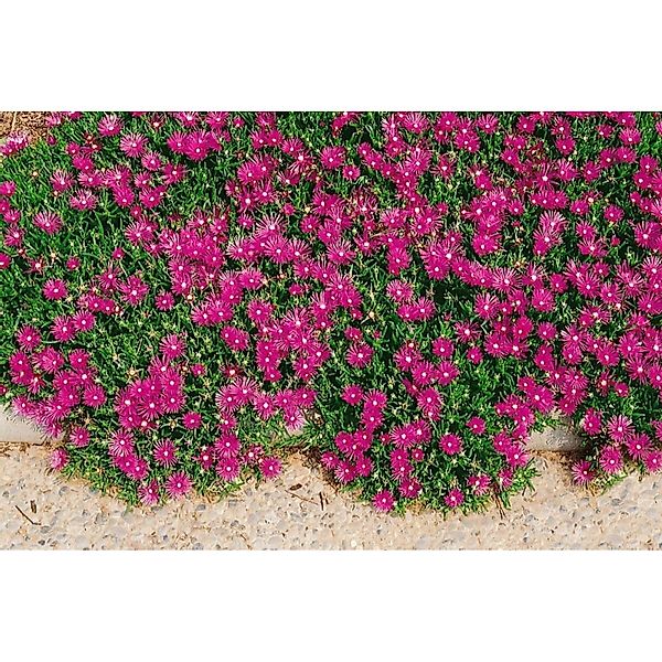 Delosperma Cooperi Karminrot Ca. 9x9 cm Topf günstig online kaufen