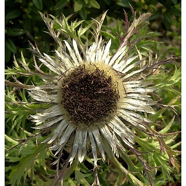 Silberdistel - Carlina acaulis günstig online kaufen