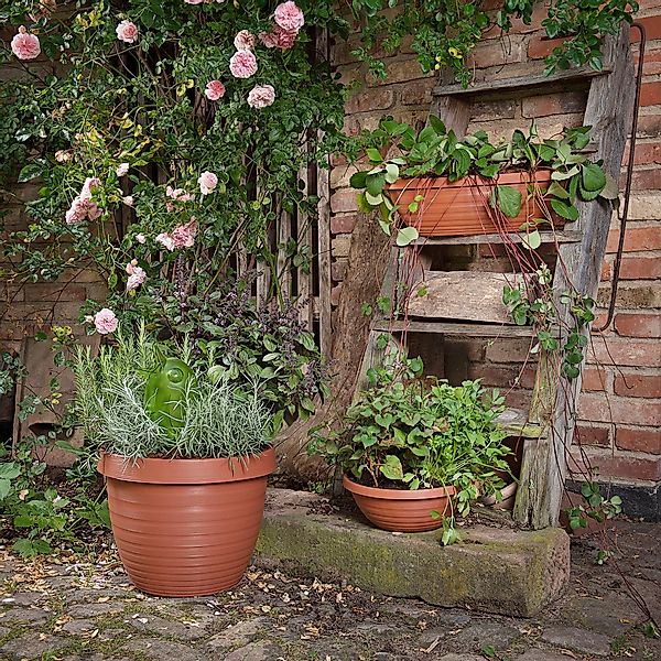 Scheurich Blumentopf 48/270 COUNTRY STAR 48 günstig online kaufen