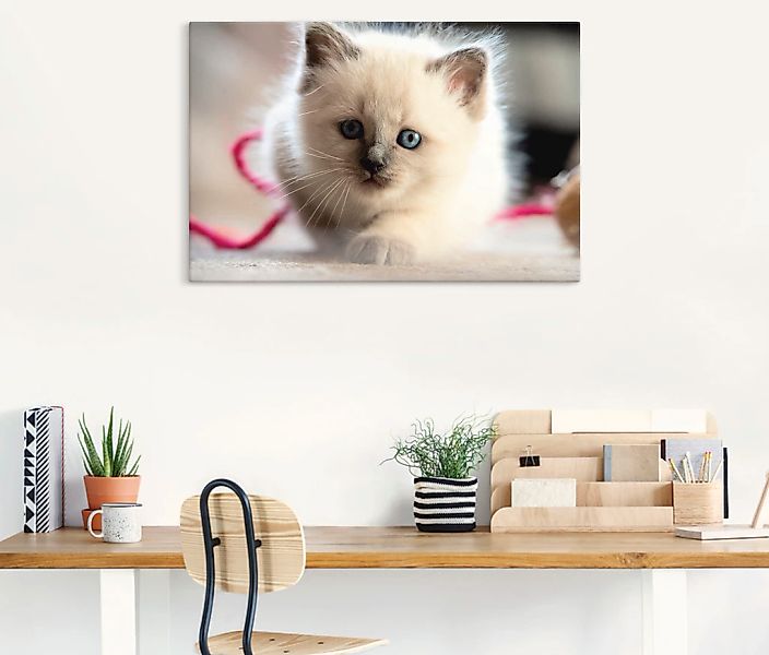 Artland Leinwandbild »Heilige Birma Katze im Spiel«, Katzenbilder, (1 St.), günstig online kaufen