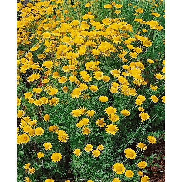 Anthemis Tinctoria Kelwayi Färberkamille Ca. 9x9 cm Topf günstig online kaufen