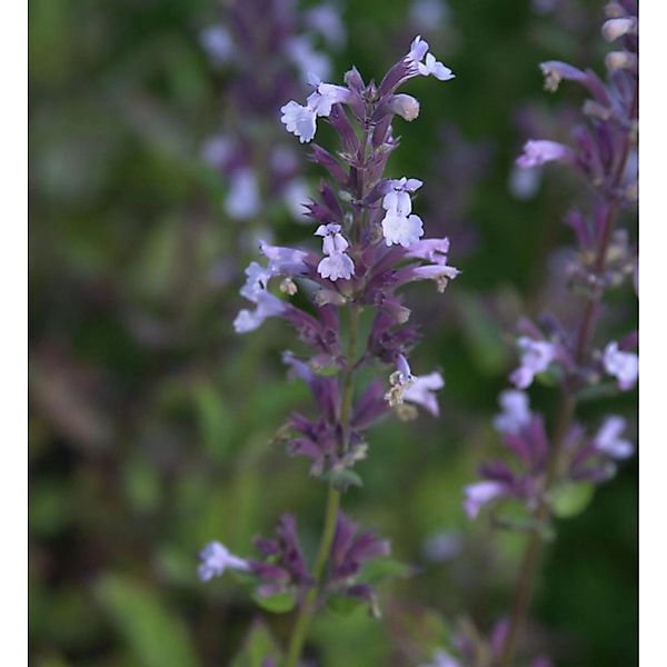 Katzenminze Grandiflora - Nepeta grandiflora günstig online kaufen