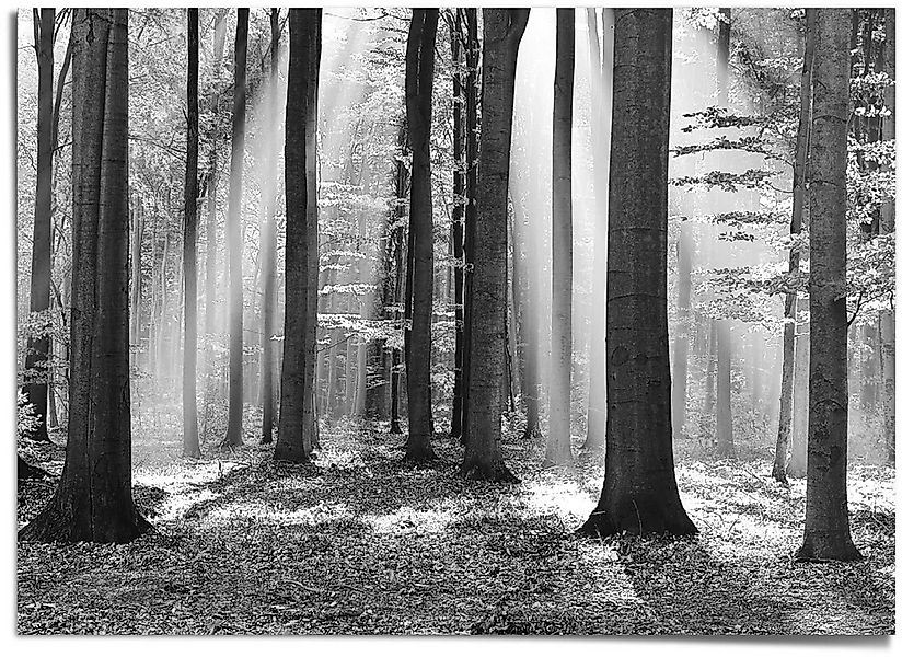 Reinders Poster "Weißer Wald" günstig online kaufen