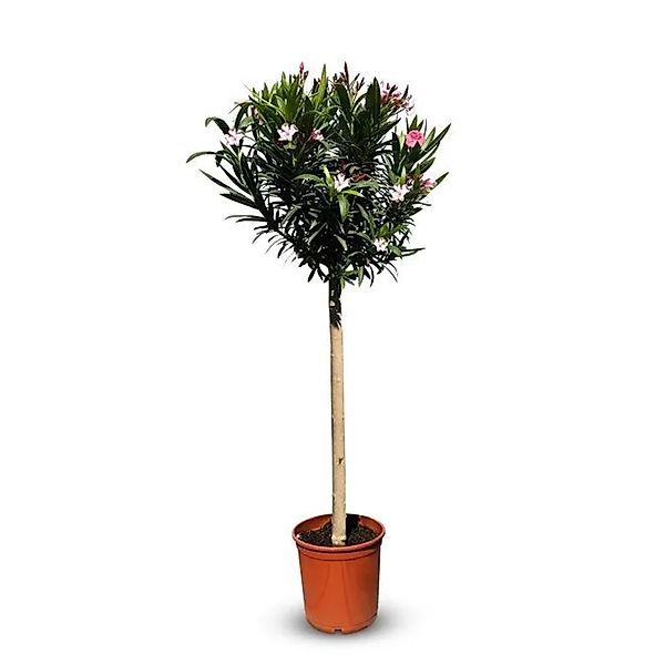 Sunny-Tree Oleander auf Stamm Farbe Rosa Nerium Oleander Höhe 140-160 cm Pf günstig online kaufen