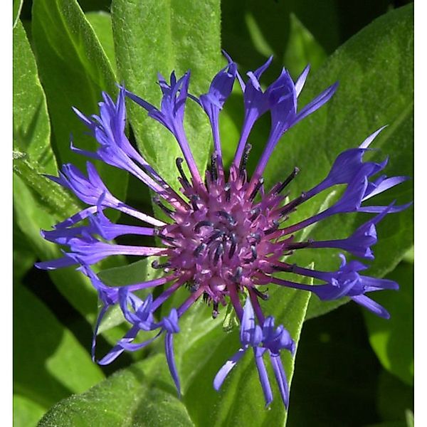 Bergflockenblume - Centaurea montana günstig online kaufen