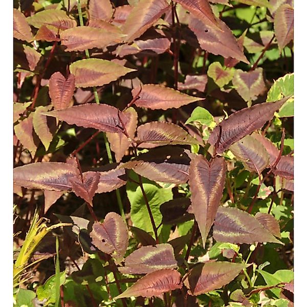 Knöterich Red Dragon - Persicaria microcephala günstig online kaufen