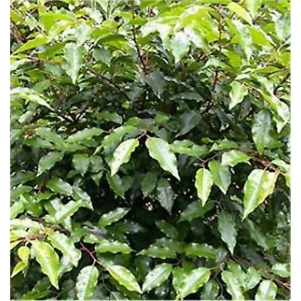 Portugiesische Lorbeerkirsche Angustifolia 125-150cm - Prunus lusitanica günstig online kaufen