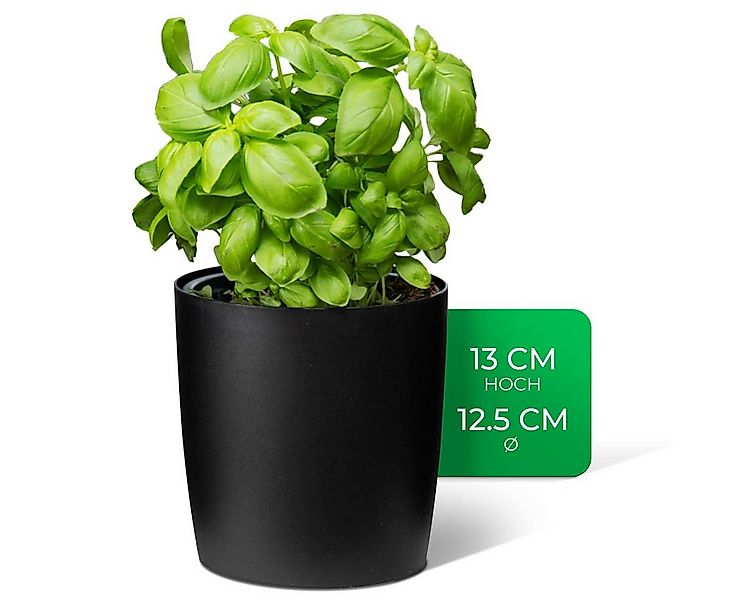 Novaliv Kräutertopf - (1 St), 1x Kräutertöpfe günstig online kaufen