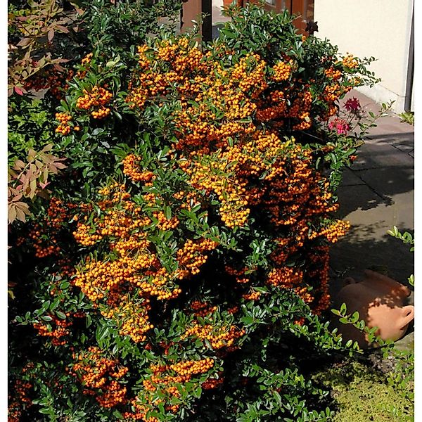 Feuerdorn Sunny Star 40-60cm - Pyracantha günstig online kaufen