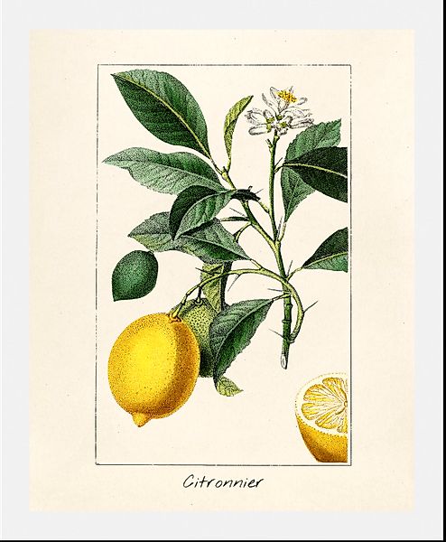 queence Bild »Citronnier«, Obst-Obst Bilder-Essen-Lebensmittel-Kunst-Schrif günstig online kaufen