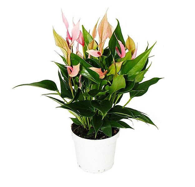 Exotenherz Zimmerpflanze Flamingoblume Anthurium andreanum Anthurie 12cm To günstig online kaufen