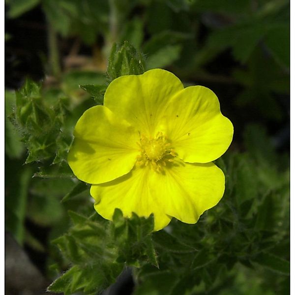 Aufrechtes Fingerkraut Warrenii - Potentilla recta günstig online kaufen