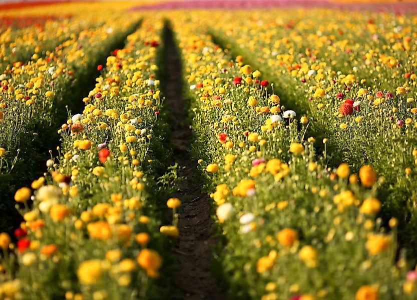 Papermoon Fototapete "Flower Field in San Diego" glatt günstig online kaufen