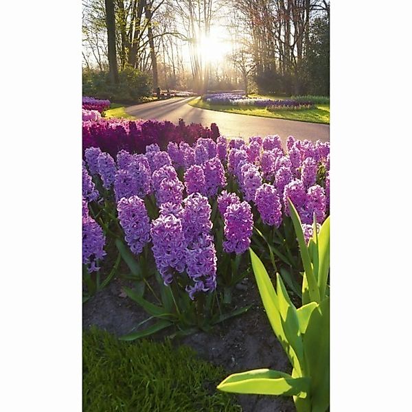 Fototapete HYACINT FLOWERS | MS-2-0068 | Lila | Digitaldruck auf Vliesträge günstig online kaufen