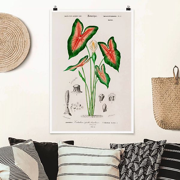 Poster Botanik Vintage Illustration Tropische Pflanze I günstig online kaufen