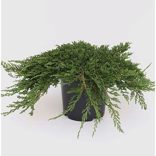 Teppich Wacholder Prince of Wales 20-25cm - Juniperus horizontalis günstig online kaufen
